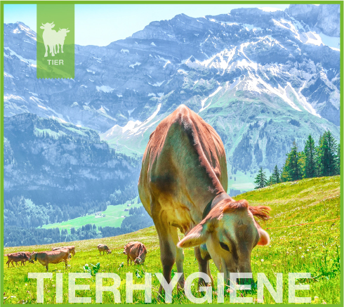 Stallhygiene und Tierhygiene in der Landwirtschaft